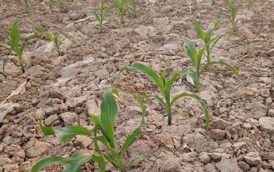 玉米缺苗怎么补种,玉米地里缺苗补种玉米还行吗