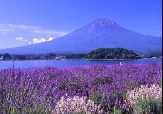 去薰衣草庄园来一场梦幻之旅,推荐一个好地方薰衣草庄园