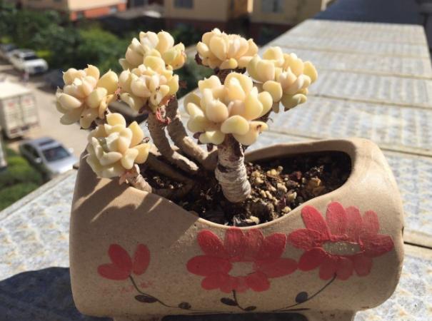 特玉莲多肉容易徒长吗,多肉植物特玉莲怎么养