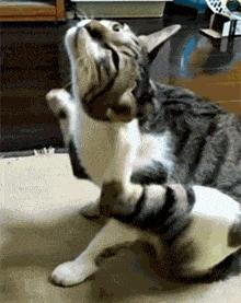 猫咪耳螨怎么治疗才能彻底好,耳螨猫咪用什么药猫咪老是乱动