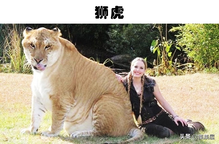 真实存在的5种生物,我的世界虚构生物