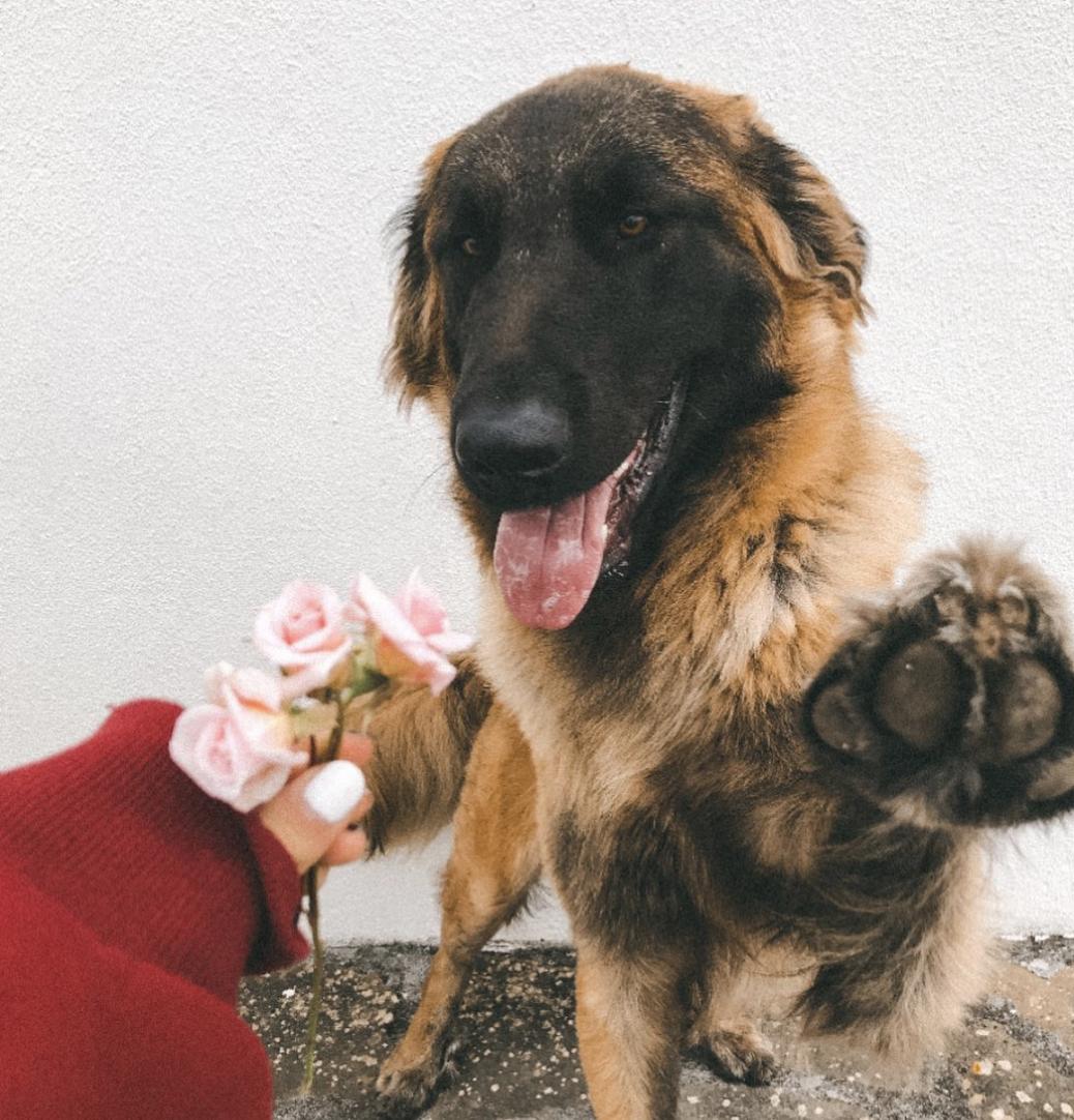 萌犬犬种,萌犬二十种名称