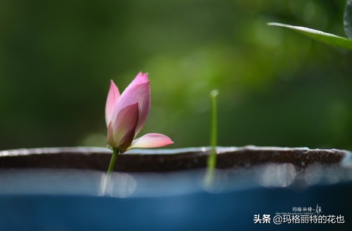 碗莲种子种植步骤及注意事项,碗莲种植方法超简单的快来看看吧