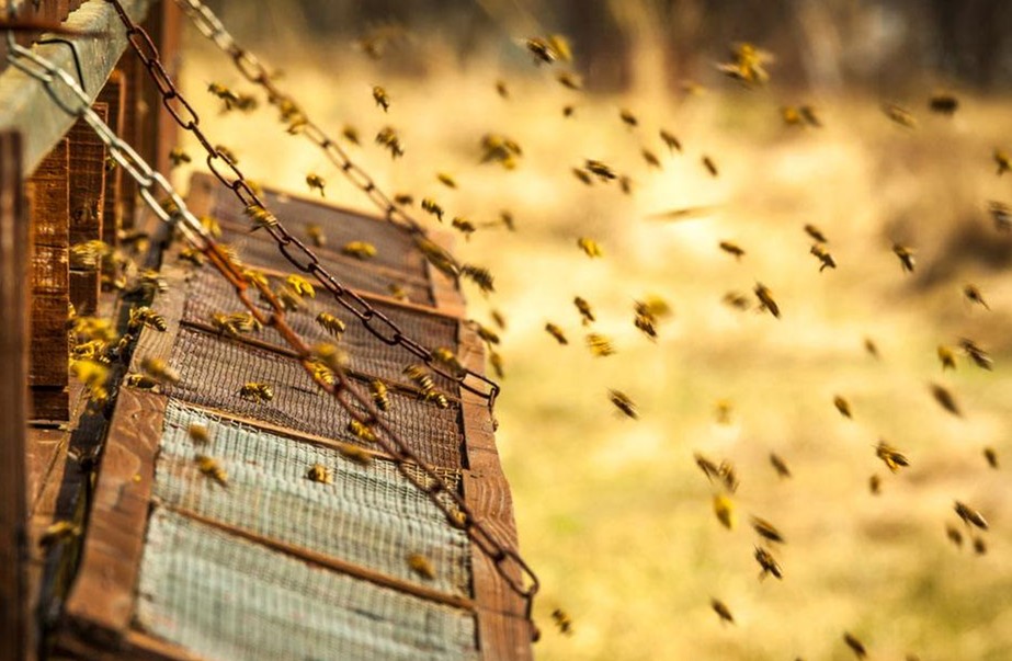 蜜蜂常见病害及防治方法,蜂农如何处理蜂蜜