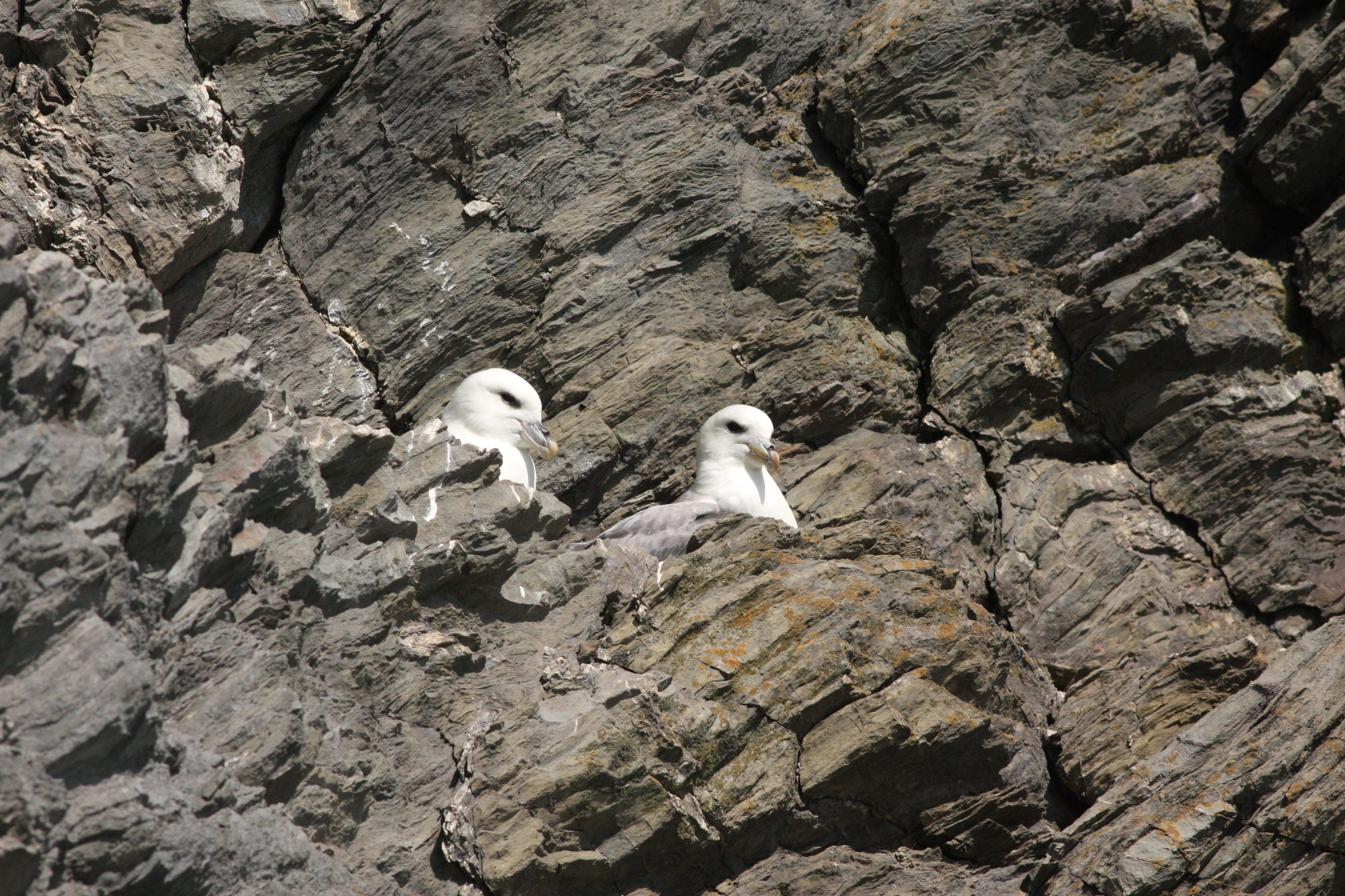 会喷毒液的鸟,会喷臭液的昆虫