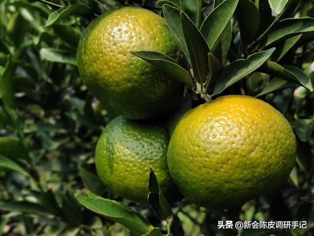 新会陈皮真实存在的核心产区,被人消灭的陈皮产业