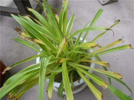 吊兰叶子发黄焦枯怎么办,吊兰叶子黄了怎么办