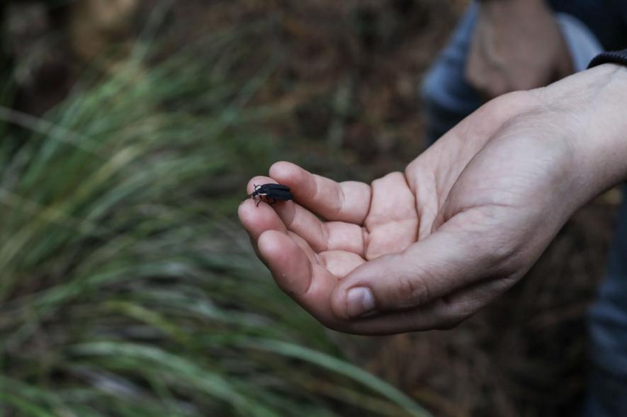 穿过玉米农田、冷杉森林，闯入墨西哥萤火虫梦幻小镇