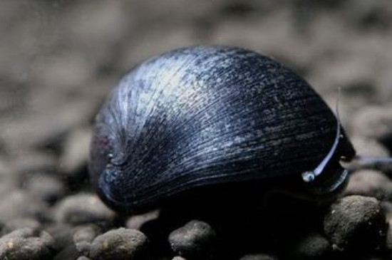 金刚螺的繁殖方法,金刚螺的养殖方法