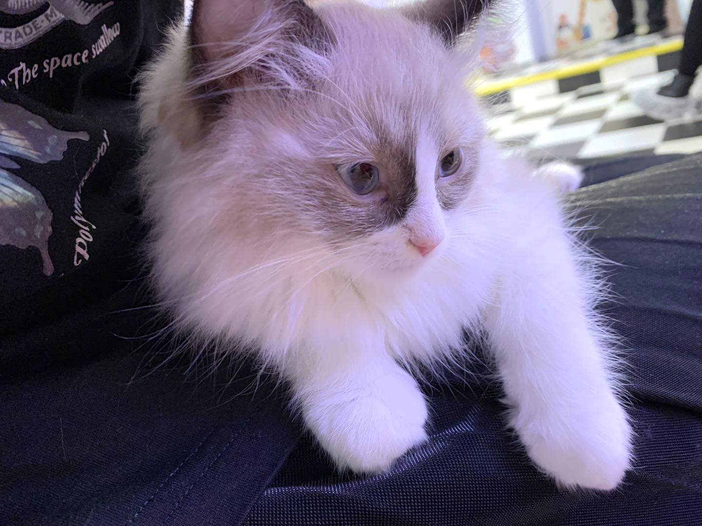 撸动物的网红店顺德,撸小动物的网红店北京世纪金源