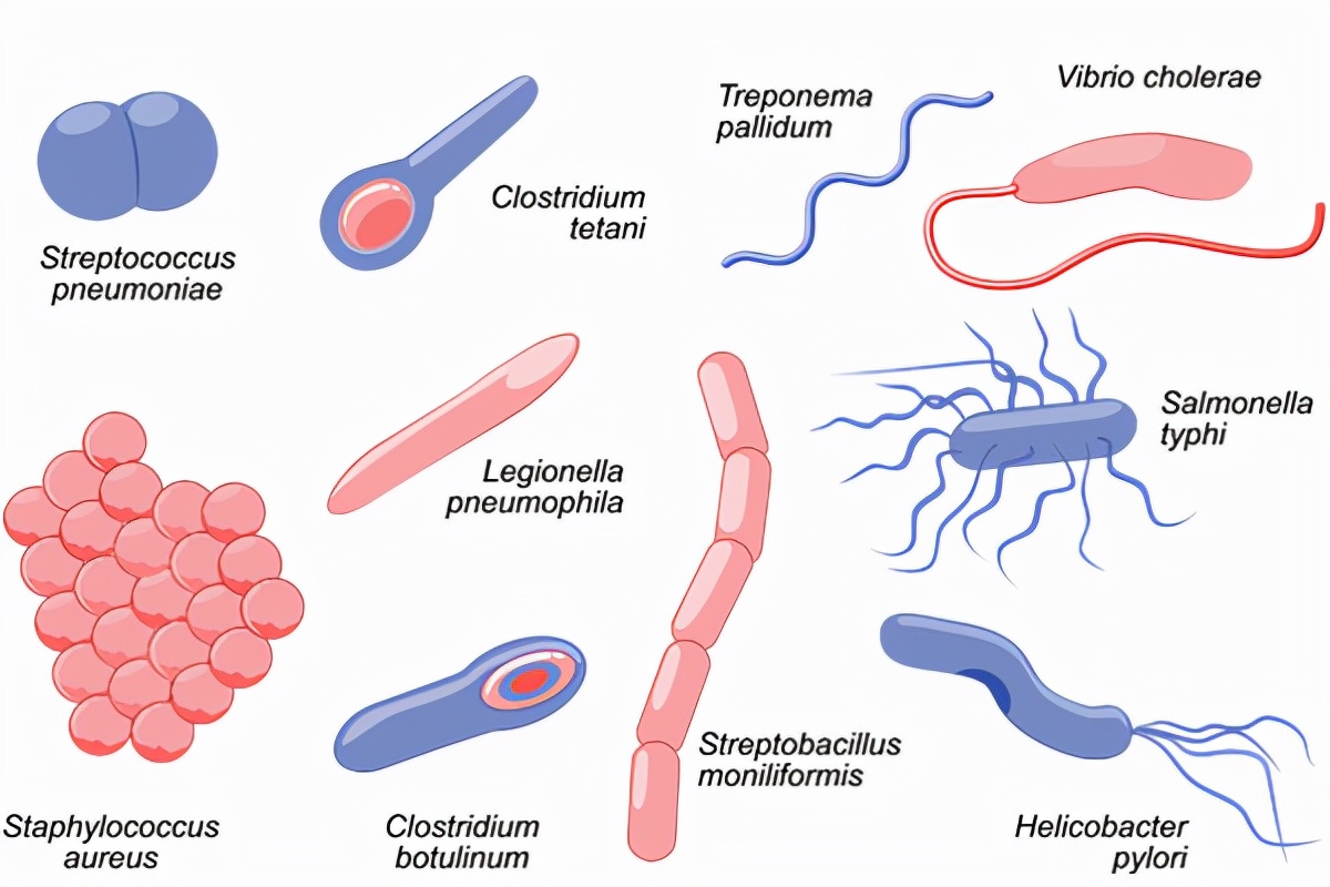 用肉眼能看到的细菌是什么,肉眼看不见的细菌能看见人吗