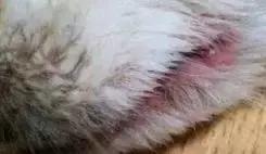 狗狗不同品种颜色分类,狗狗不同的类型有哪些特点