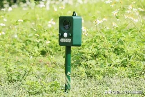野猪下山拱地视频,野猪下山偷袭人