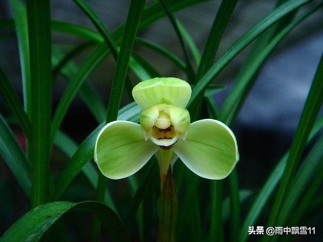 兰花如何浇水不会生根杀虫,兰花怎么浇水才能消除花苞