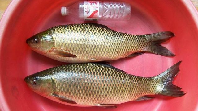 怎样钓老鱼视频教程,老钓友亲身传授野钓鲫鱼的秘诀