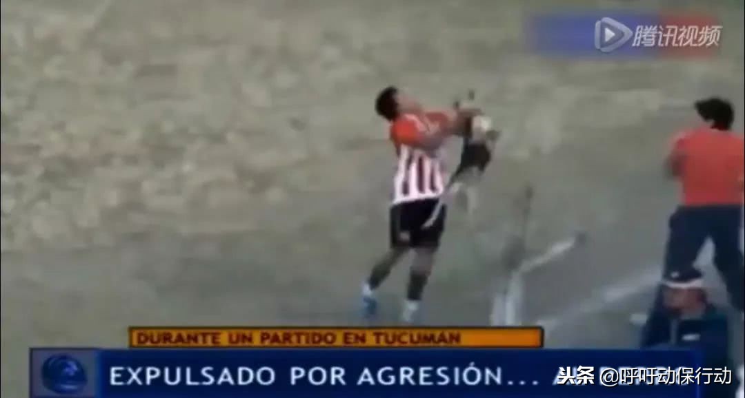 阿根廷球迷冲进球场判罚结果,足球场上因为扔狗被红牌