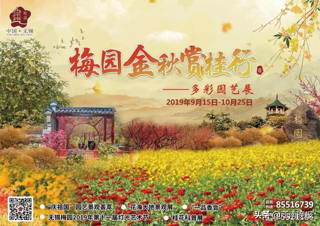 无锡哪里有粉黛乱子草,惠山古镇赏菊花