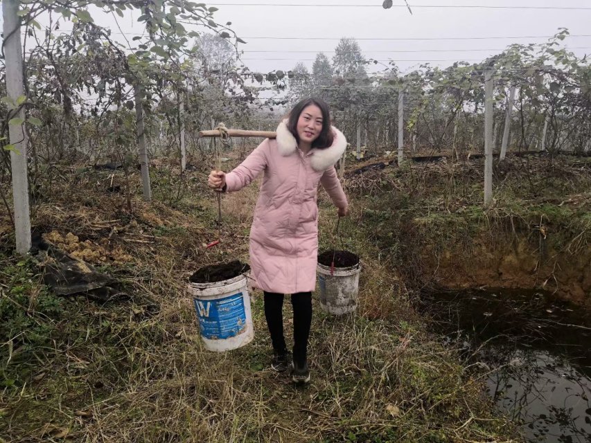 猕猴桃生长管理视频,猕猴桃新苗修剪留枝的方法