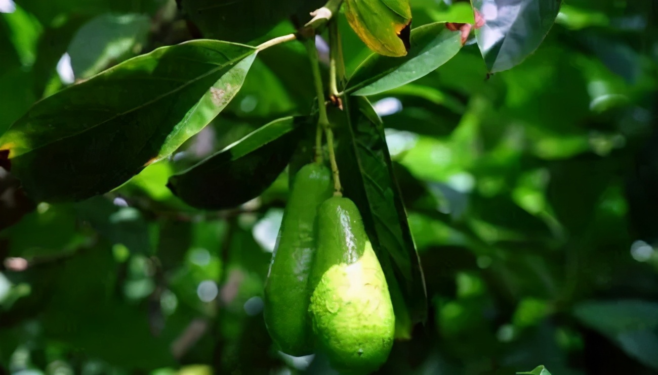 800元一斤的草莓,一斤草莓9.9