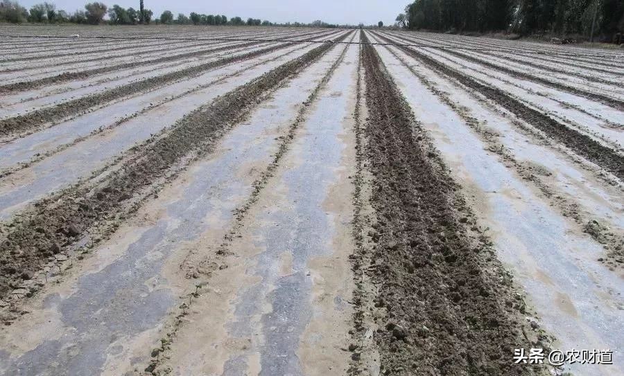 棉花种植生长的全过程视频,棉花种植过程中会遇到哪些问题