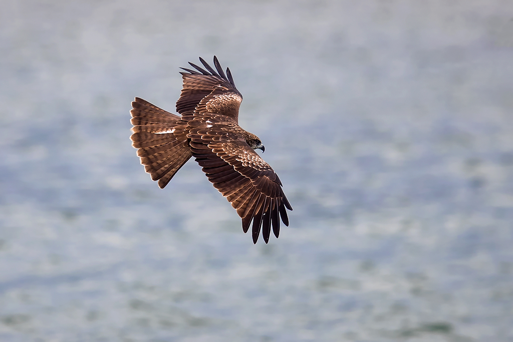 南京上空出现老鹰了吗,南京滨江上空近千只老鹰盘旋飞舞