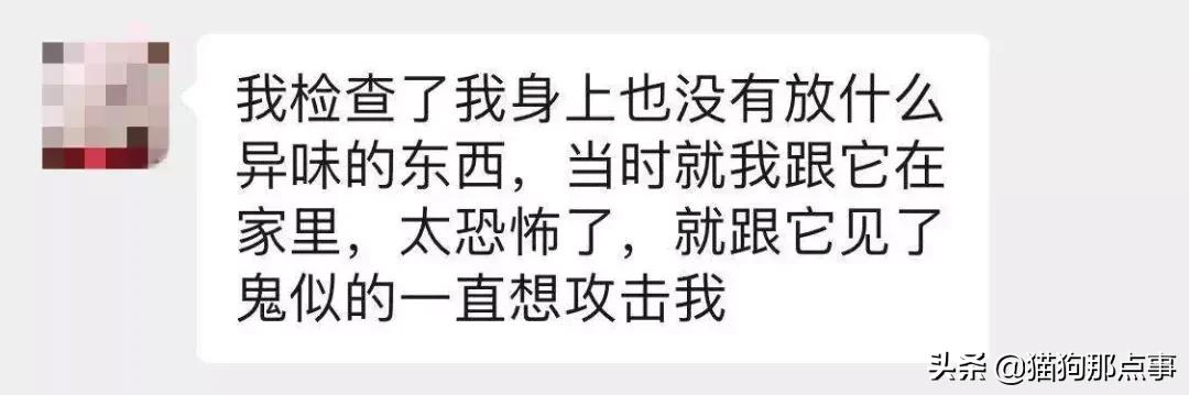 养了5年的猫居然让我丢掉,养了五年的猫很想把它扔了