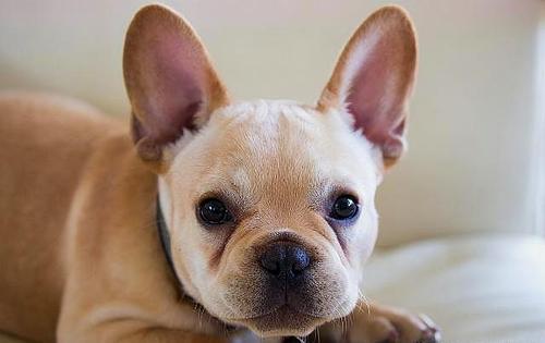 法斗价格为什么跌,法斗为什么价格越来越低