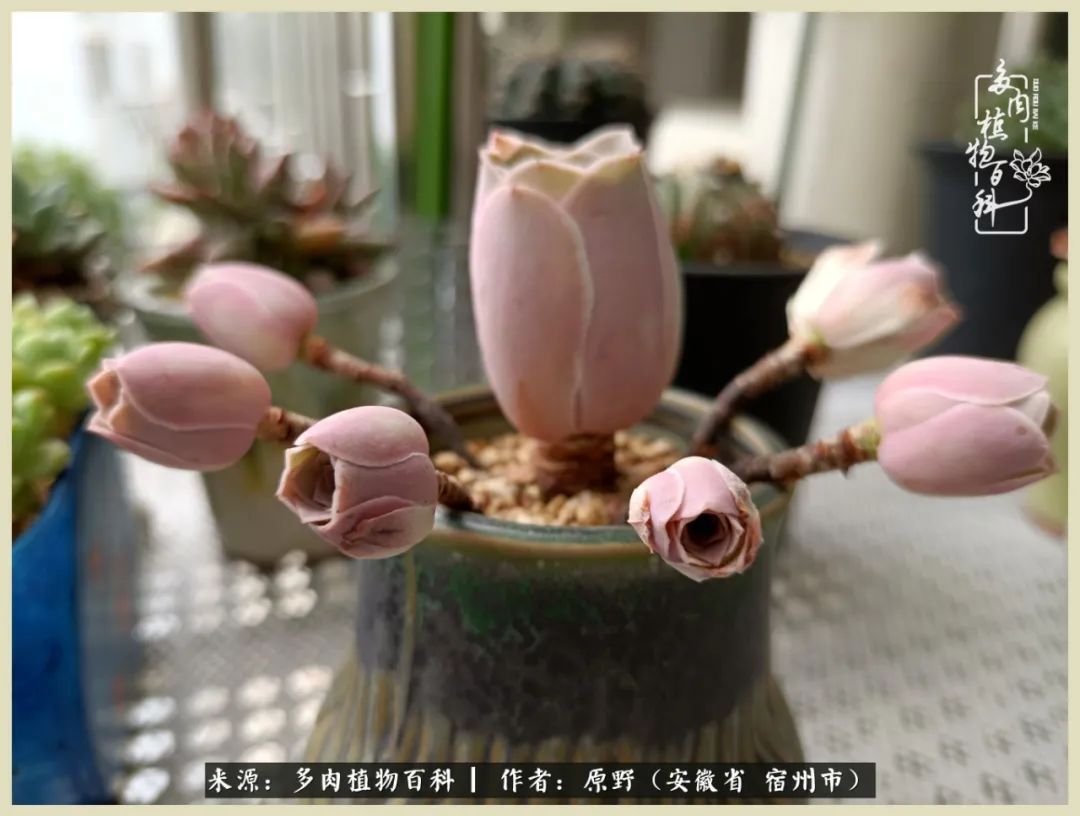 梅雨袭,酷暑至,多肉进入历劫季