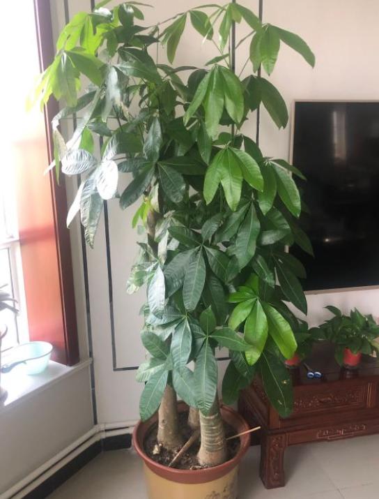 养发财树3个忠告,养发财树有什么禁忌