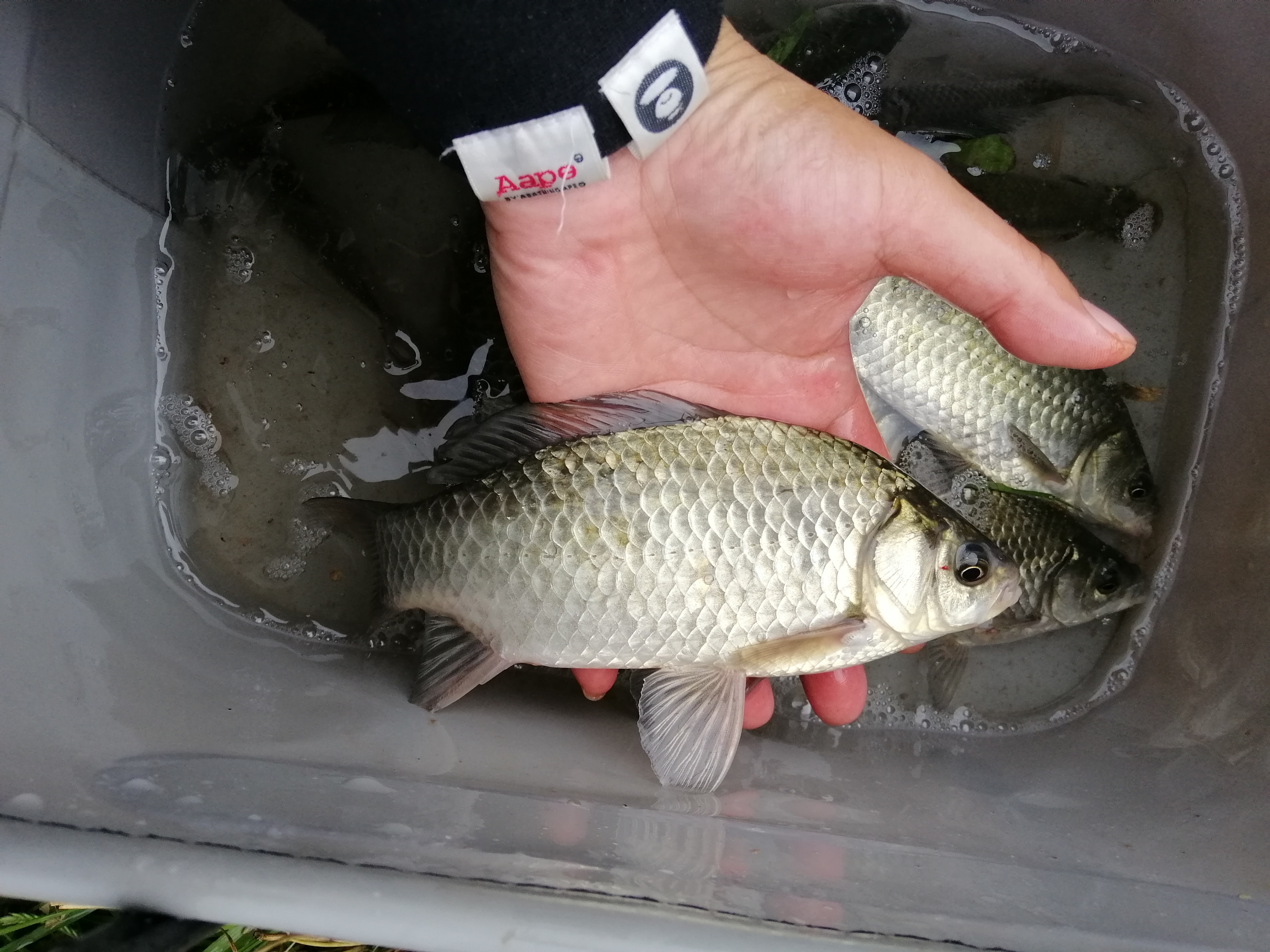 冬季小河沟野钓冰钓,春季小河钓鱼线组搭配