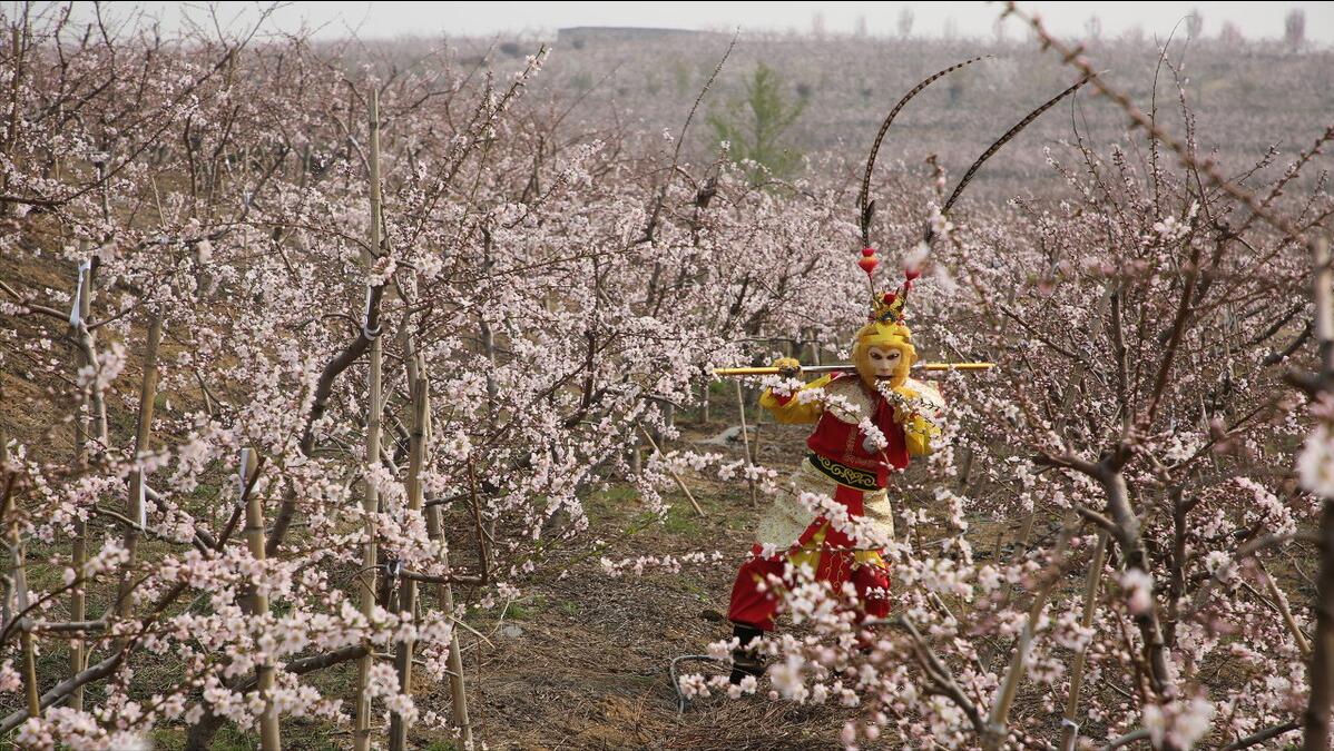 斗破苍穹孙悟空,斗破苍穹最霸气的飞翔之翼