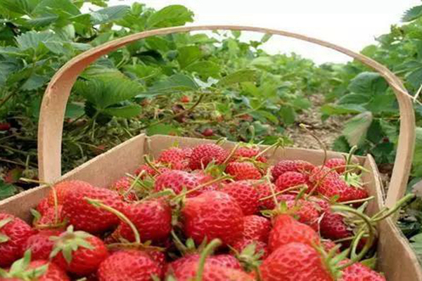 日本最成功的主题农场,日本农场十大排名