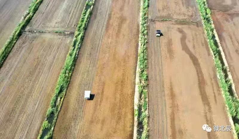 央媒、市媒聚焦|100%机械化！北辰区​万亩水稻插秧场面美如画~
