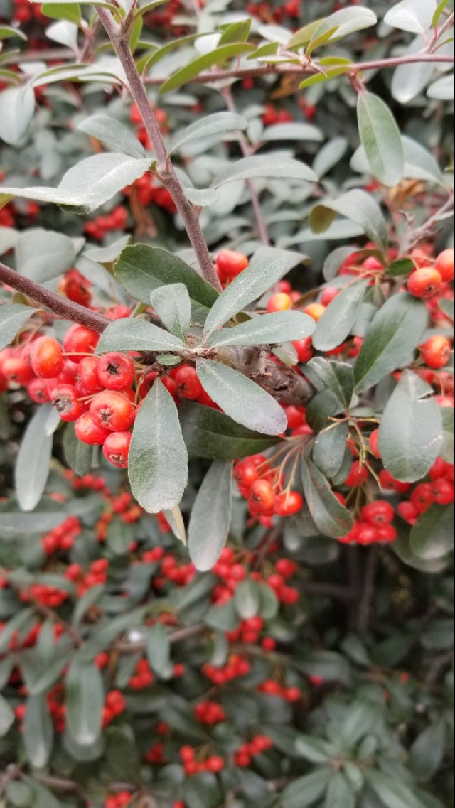 火棘俗称什么名字,火棘又叫什么名字