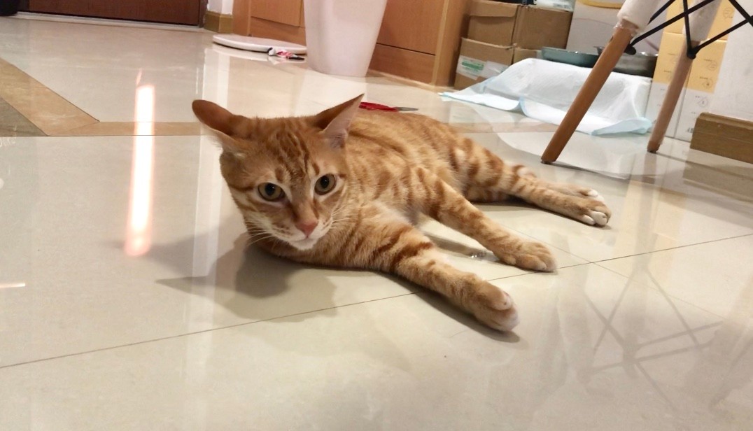 养猫家庭如何消毒杀菌对猫无害,要如何预防猫咪误食家中植物中毒