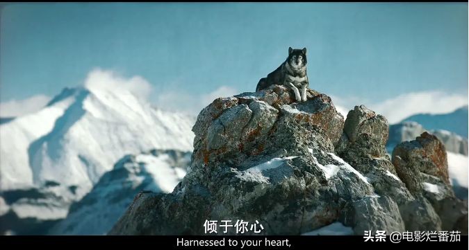 二哈多哥极限逃跑,多哥为什么跟其他哈士奇不一样