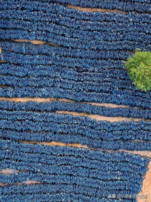 共享单车坟场你见过这样的画面吗,共享单车无处安放