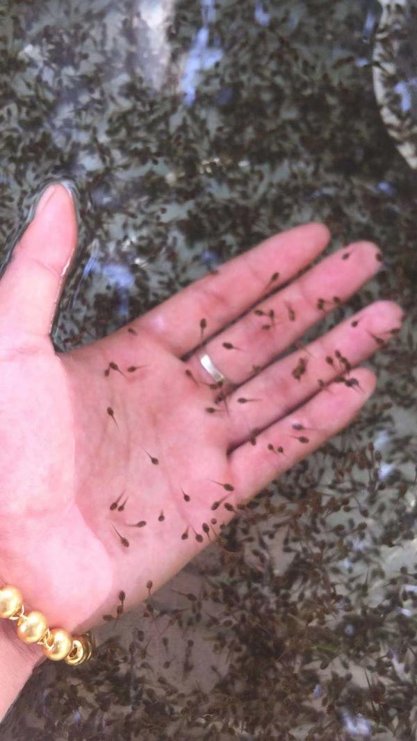 仙桃万蛙鸣青蛙养殖,青蛙养殖湖南省