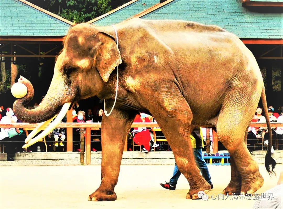 彩云之南版纳行,版纳之旅看大象