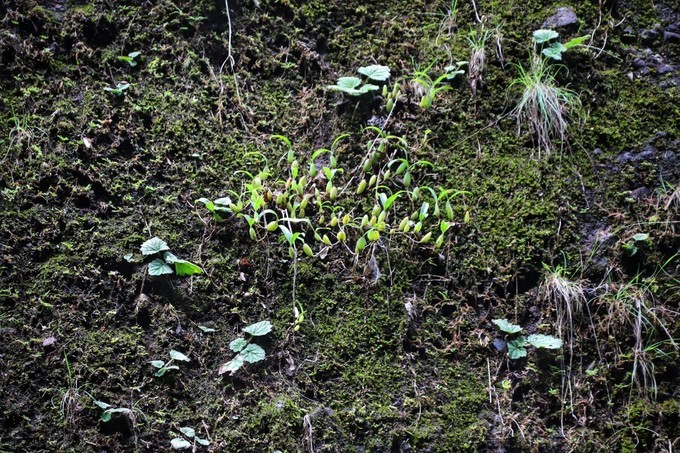 梅州采茶,梅州采茶体验