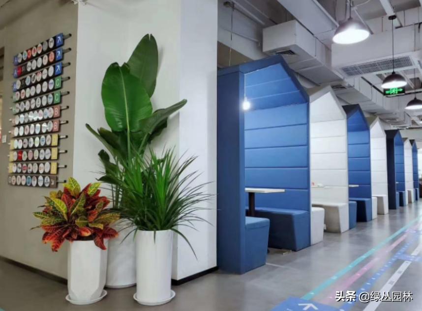 武汉绿植租赁定制公司地址,武汉高档绿植盆栽租赁公司