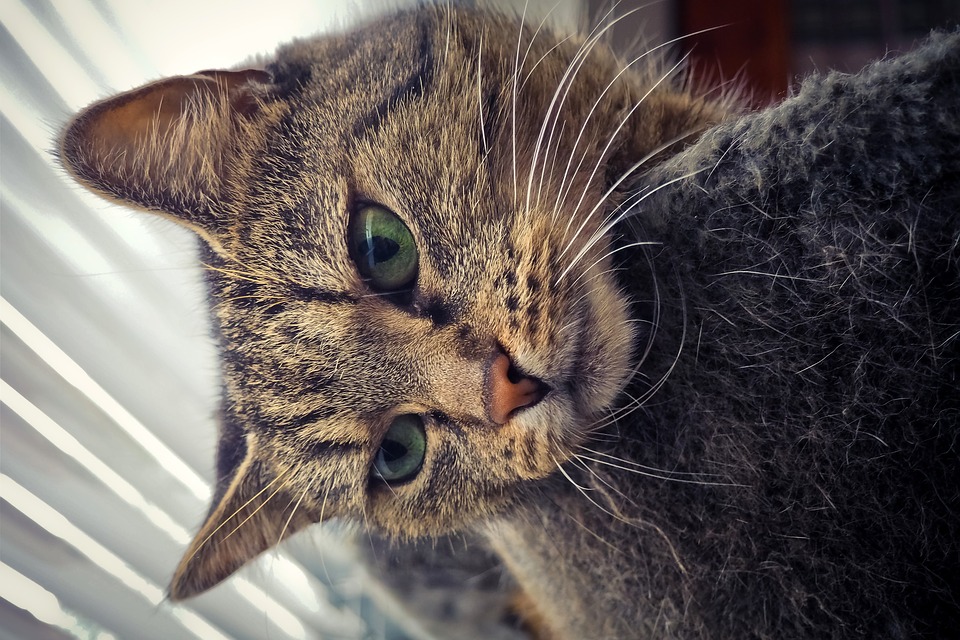 now猫粮去哪买,加菲猫蓝猫猫粮推荐