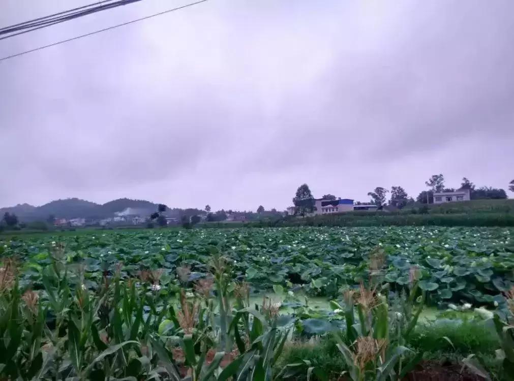 古怪老舅,古怪的舅舅的作文