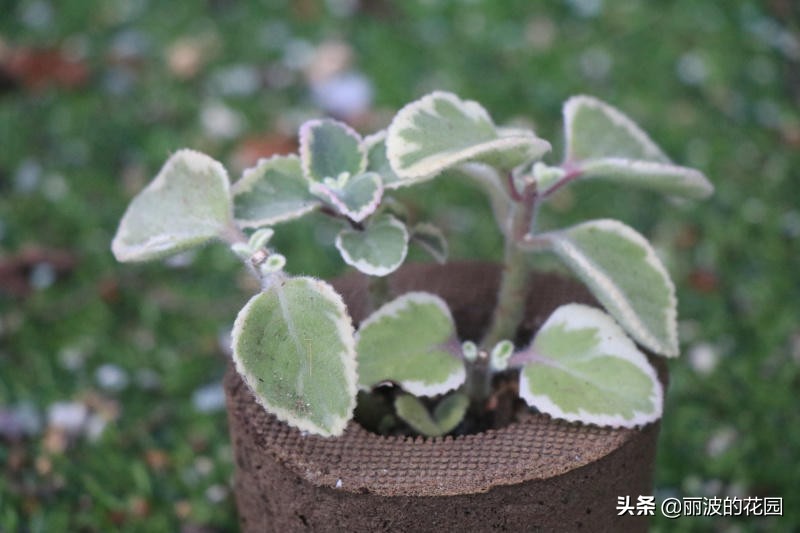 香妃碰碰香,带香味的花卉碰碰香