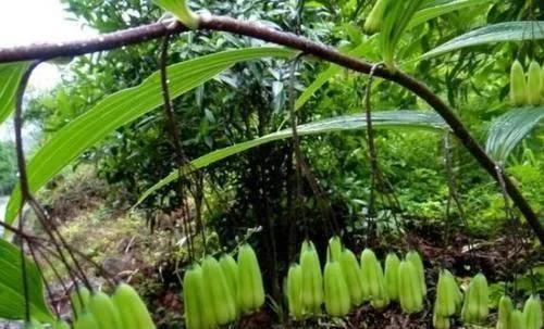 类似黄姜药材的植物,长得像洋姜的野生植物