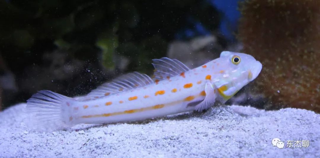 哪些海水鱼可以在淡水中养,哪些海水鱼能释放电压