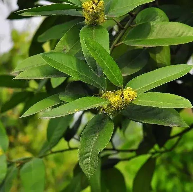 园林耐阴药大全,园林耐阴苗木套种花