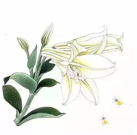 工笔百合花朵设色步骤,工笔重彩油画百合