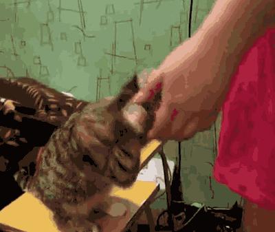 猫没有狗聪明是什么原因,猫聪明还是狗聪明智商排名