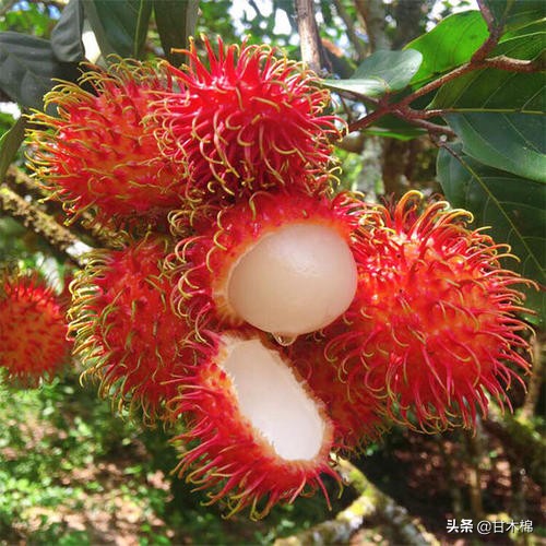 童年野果子,儿时的野果子总让人回味无穷